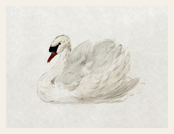 Artistic depiction of a swan on a light gray background
