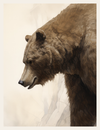 Close-up of a bear's head with a neutral background