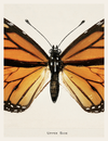 Monarch Wings in Scientific Stillness