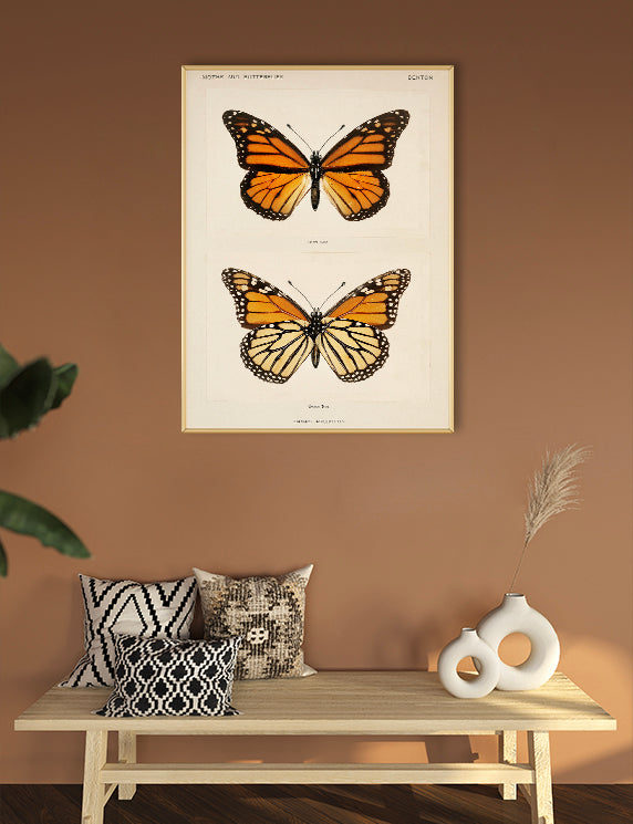 Monarch Wings in Scientific Stillness
