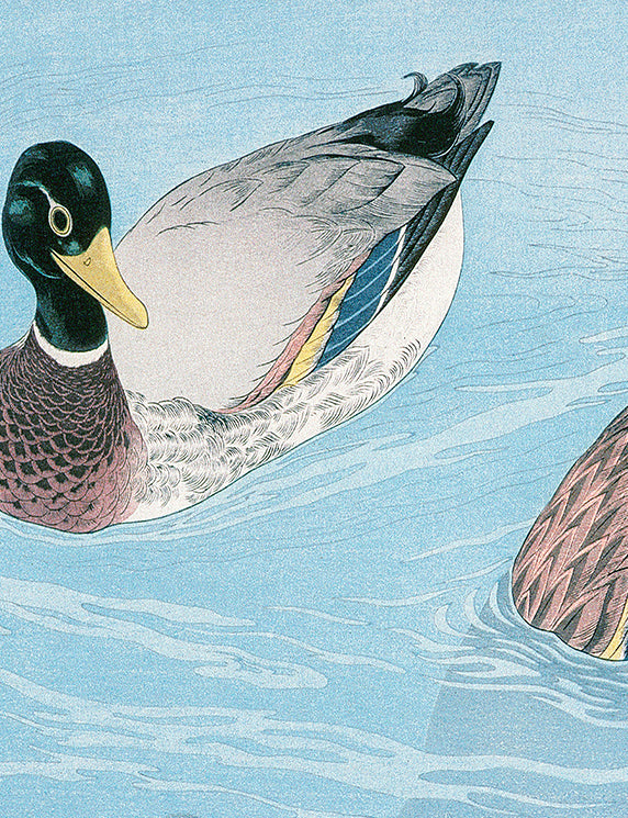 Ducks on Calm Water