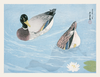 Ducks on Calm Water