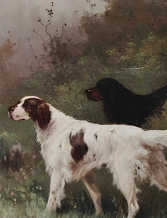 Woodland Watch and Morning Quiet