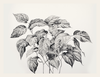 Detailed black and white illustration of a leafy plant on a light gray background