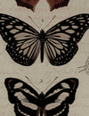 The Dark Curiosity Gallery Wall