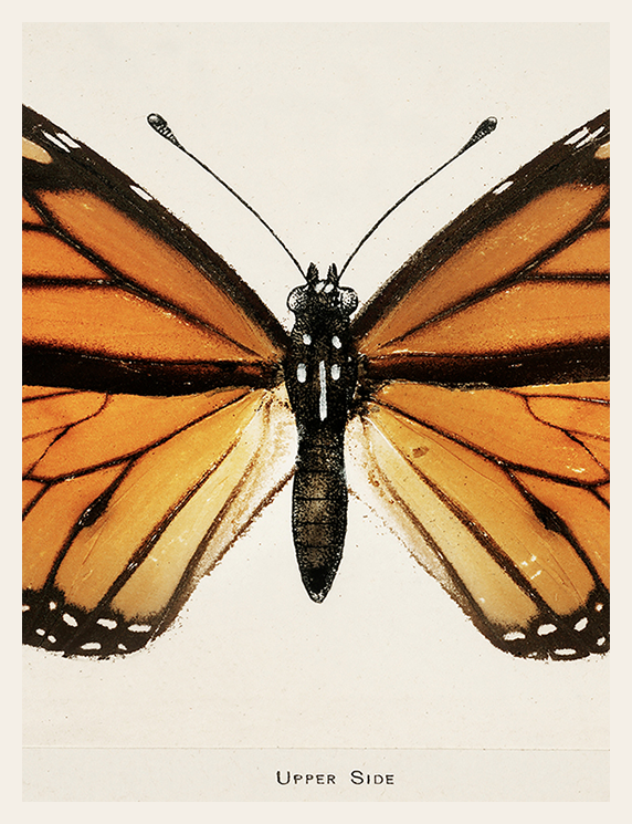 Monarch Wings in Scientific Stillness