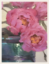 Pink Blossoms in the Clear Glass Vase