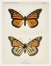 Monarch Wings in Scientific Stillness