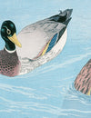 Ducks on Calm Water