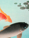 Three Koi Moving Through Clear Water