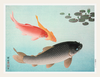 Three Koi Moving Through Clear Water