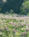 Wildflower Meadow at the Forest’s Edge